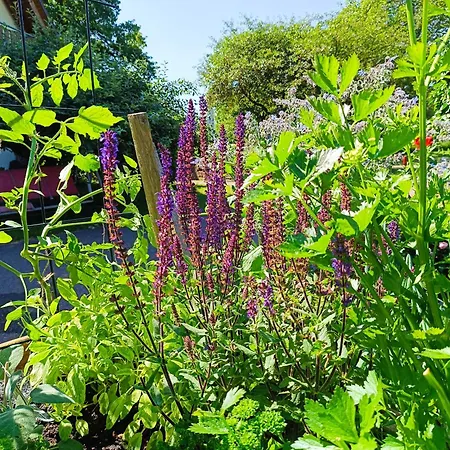 イン Landgasthof Zum Rappen